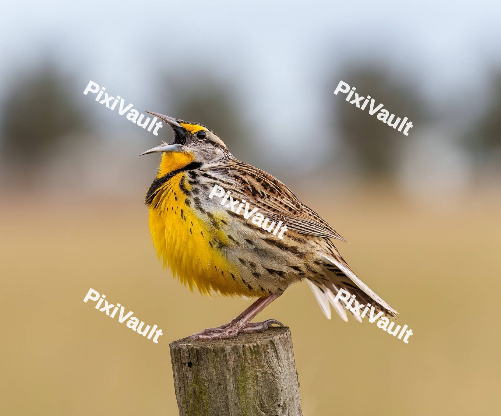 Western meadowlark singing